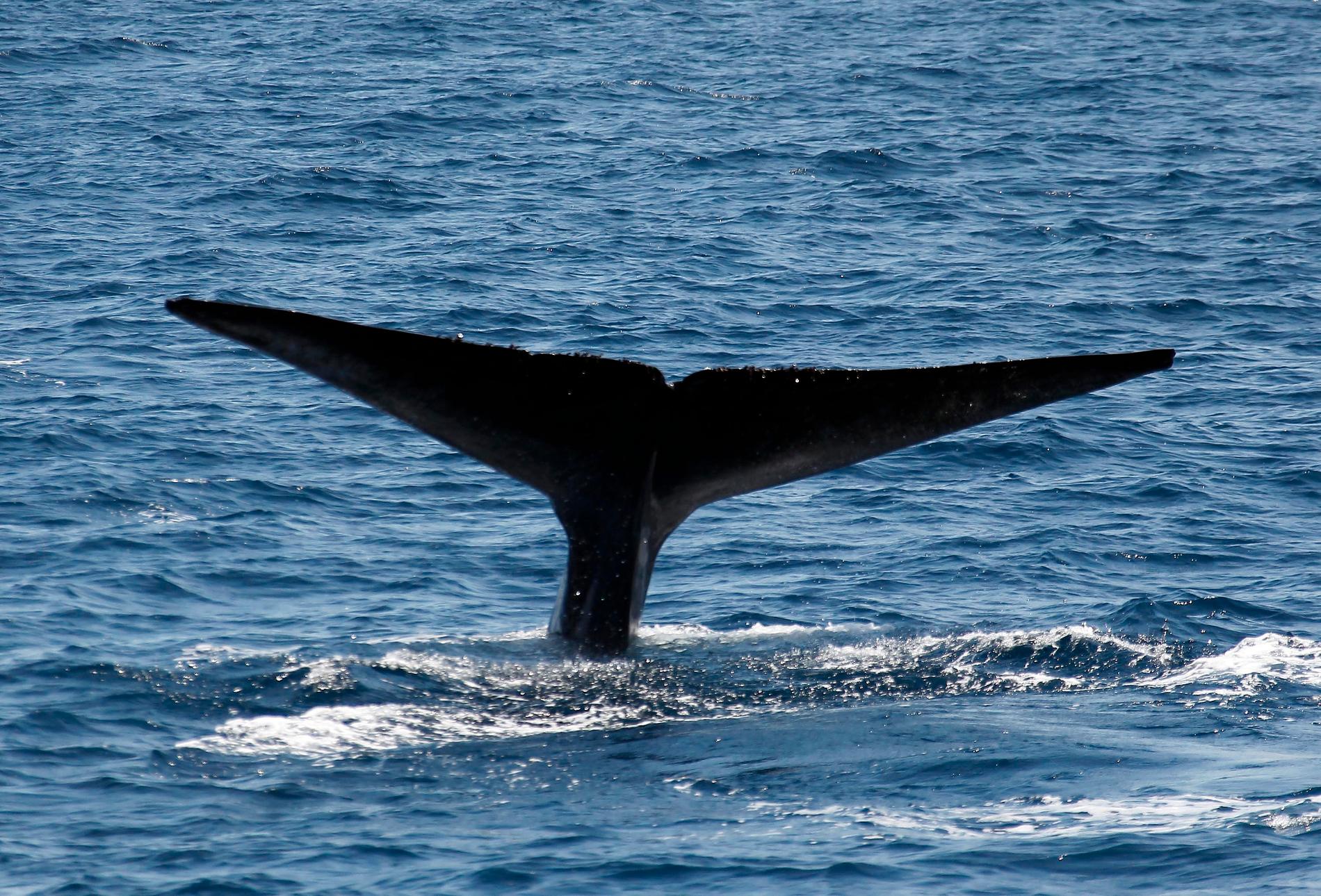 Blåvalen som forskarna mätte hjärtslagen på var en 22 meter lång hane som påträffades utanför USA:s västkust. Arkivbild.