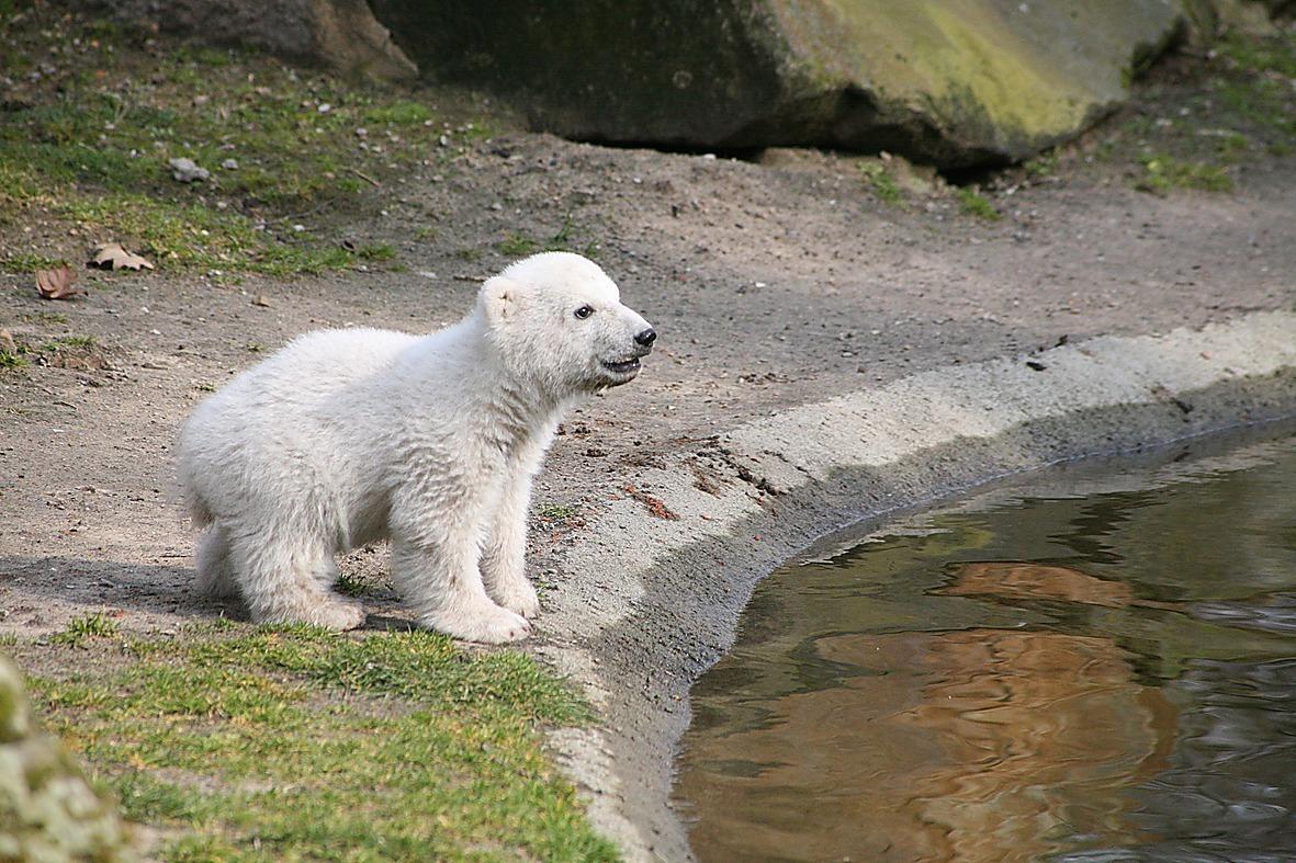 Isbjörnen Knut Föddes i december 2006 på Berlins Zoo och blev en omedelbar världskändis. Djurparken registrerade hans namn som varumärke och drog miljoner och åter miljoner besökare tack vare sin ulliga lilla sötnös. Men Knut växte upp och blev en betydligt mycket aggressivare hane, som inte mådde bra i fångenskap. I mars i år drunknade han i sin bassäng efter att ha drabbats av hjärninflammation.