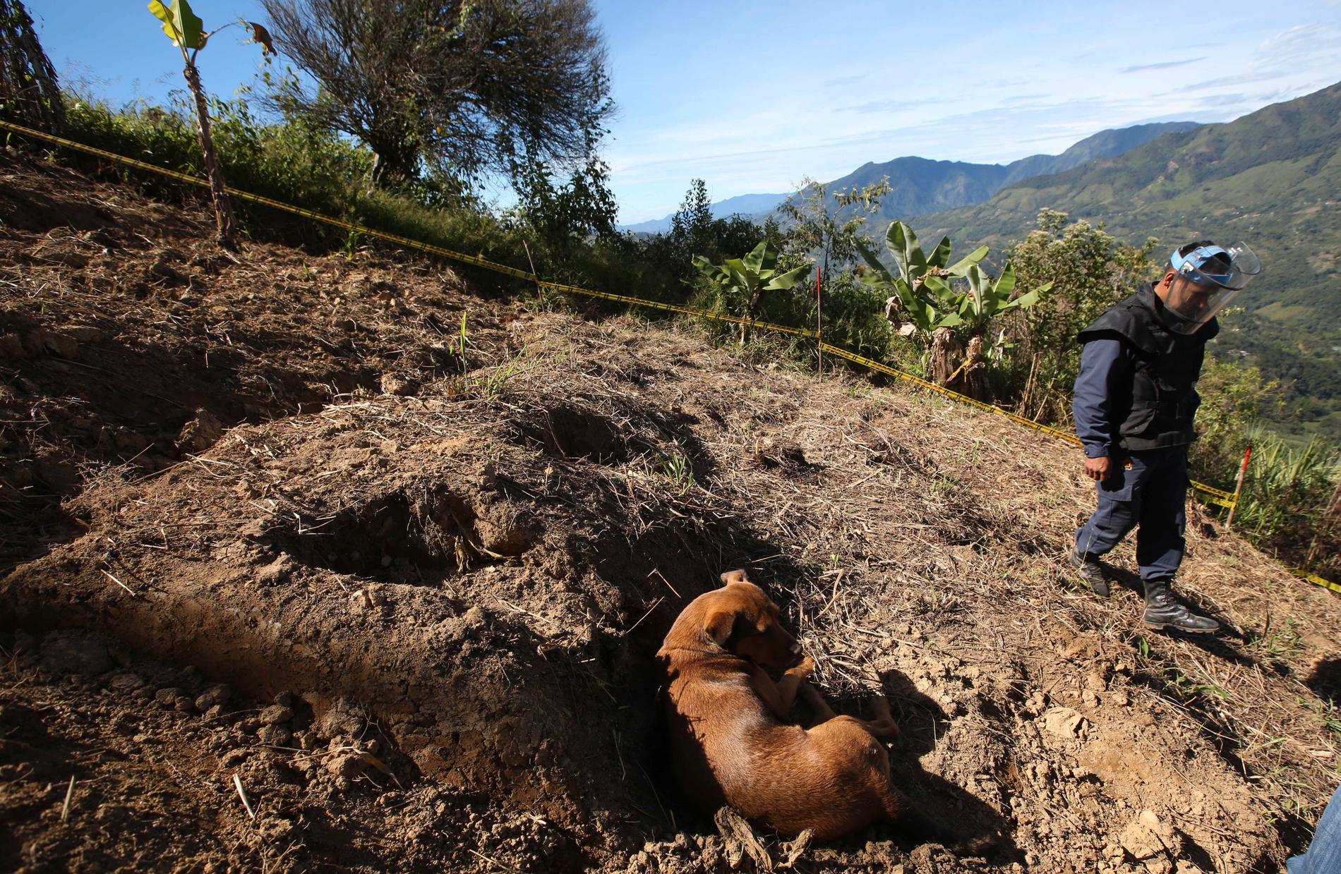 En hund står i ett fält som har röjts på minor av soldater i Cocorna i Colombia. Arkivbild.