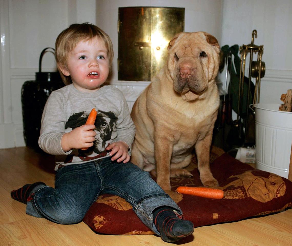 Hunden som blir förväxlad med gris Sveriges fulaste hund Zelda och lillhusse. ”Barn tror att Zelda är en gris”, berättar matte Lisah Gustafsson.