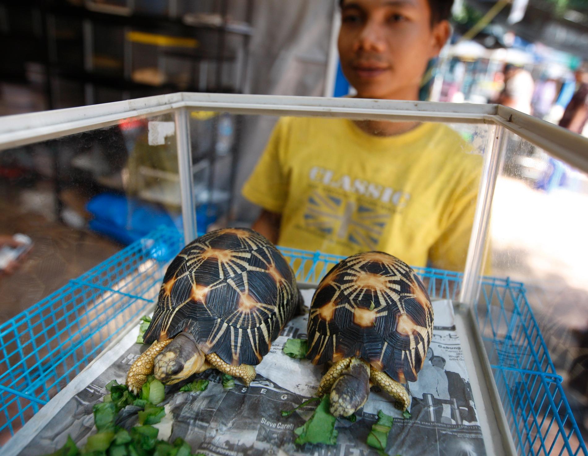 Myndigheter på Madagaskar hittade i mitten av april 11 000 sköldpaddor i ett hus. Djuren har tagits omhand av välgörenhetsorganisationer som försöker rädda så många som möjligt för att kunna släppa ut dem i naturen igen.