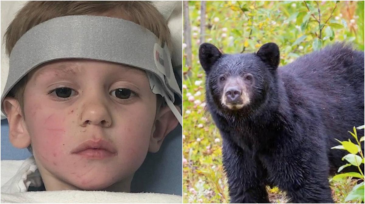 3-årige Casey var försvunnen i flera dagar, fick hjälp av en björn – enligt honom själv. 