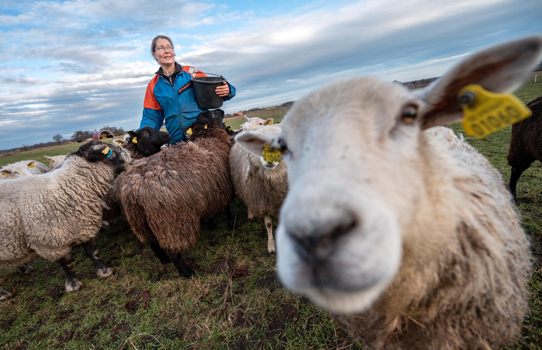 Anna Kristoffersson, ordförande för Skånes fårintressenter, ifrågasätter om det är rimligt att ha varg i Skåne som har så många utegående lamm, kor och hästar och dessutom är tättbefolkat.