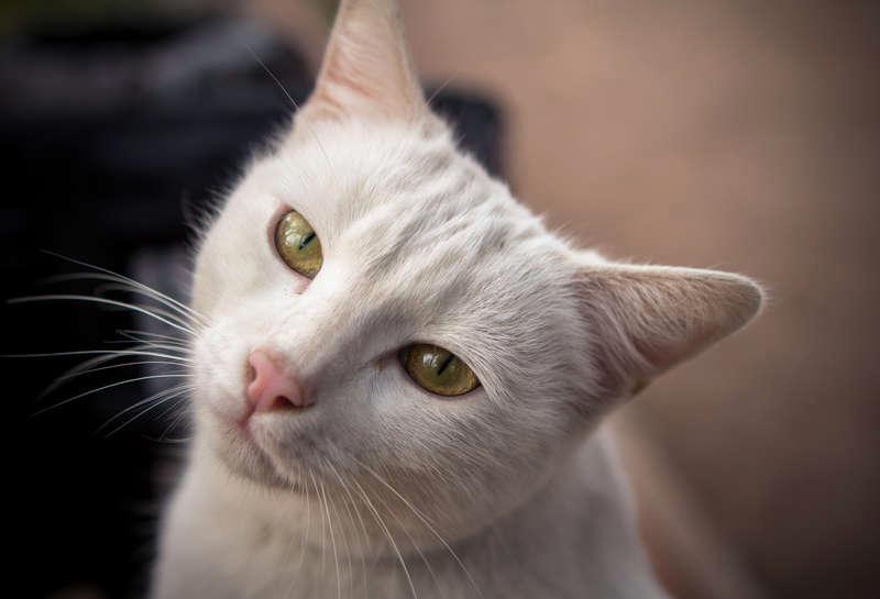 ”Kattberoendet är livgivande och lyckoskapande”, skriver Staffan Heimerson som nyligen förlorade vita vännen Neve.