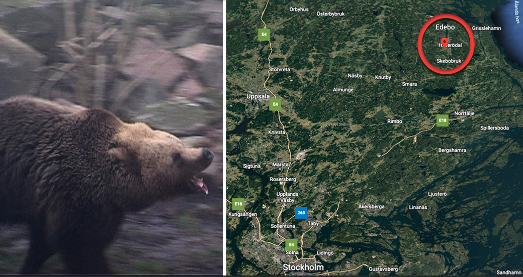 Edebo ligger vid Hallstavik nordöst om Norrtälje, drygt tio mil från Stockholm. Arkivbjörn.