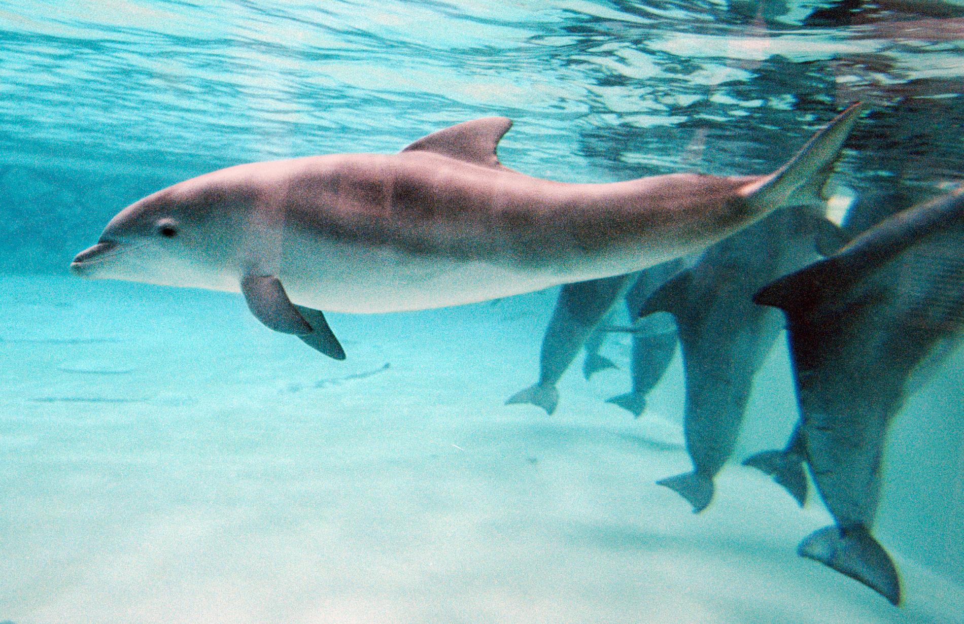 En av Kolmårdens äldsta delfiner har dött. Bilden visar några av delfinerna i Kolmårdens delfinarium. Arkivbild.