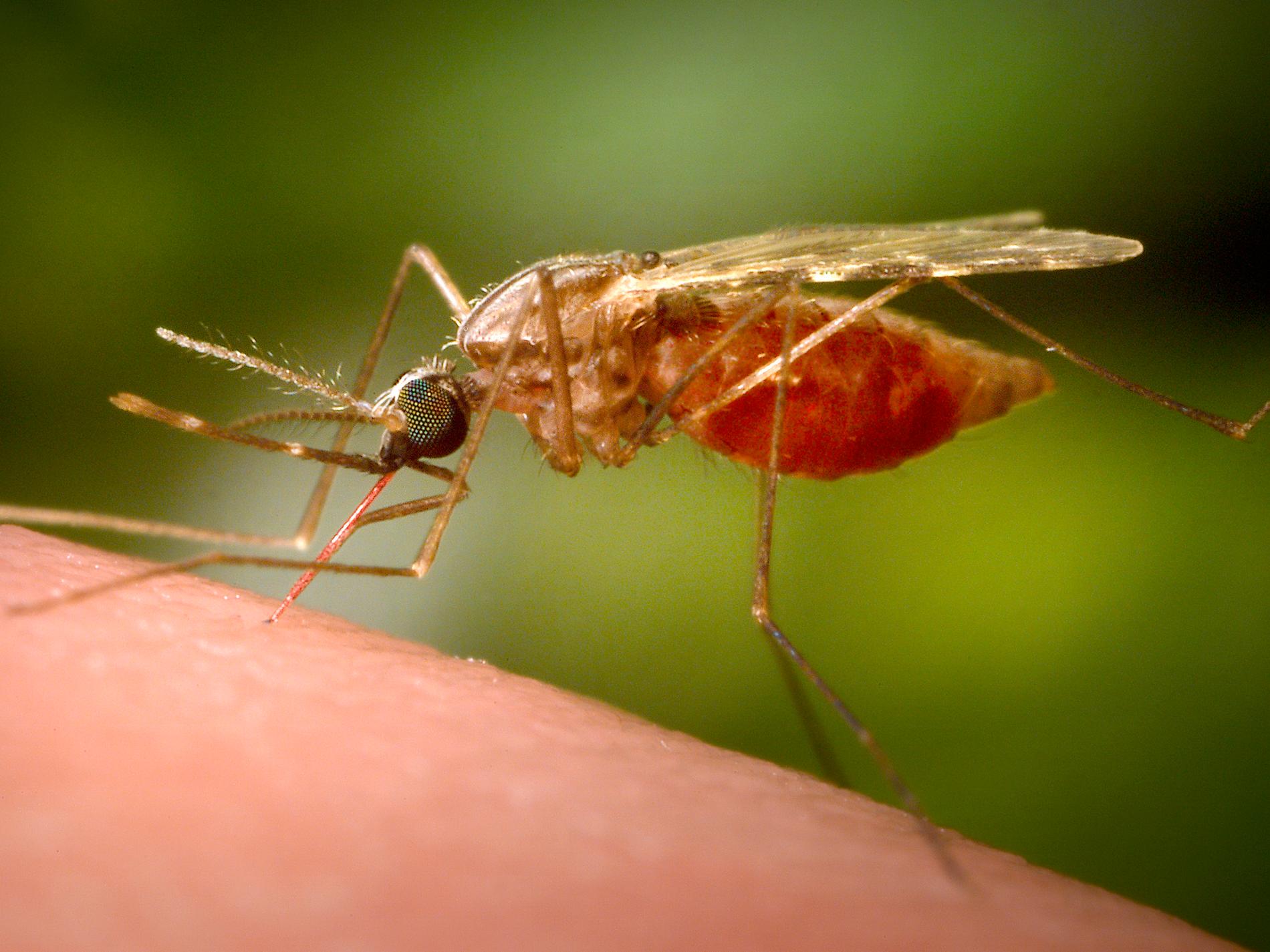 Nytt myggnät hindrar malariaspridning