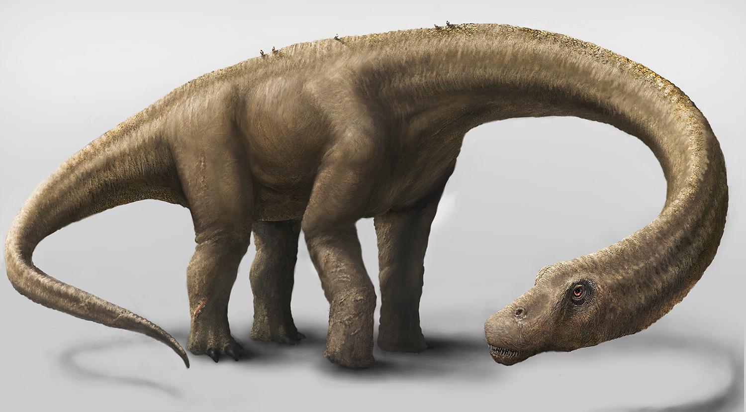 Den växtätande  Dreadnoughtus schrani tros ha levt för 77 miljoner år sedan och är en av de största dinosaurierna man någonsin funnit.