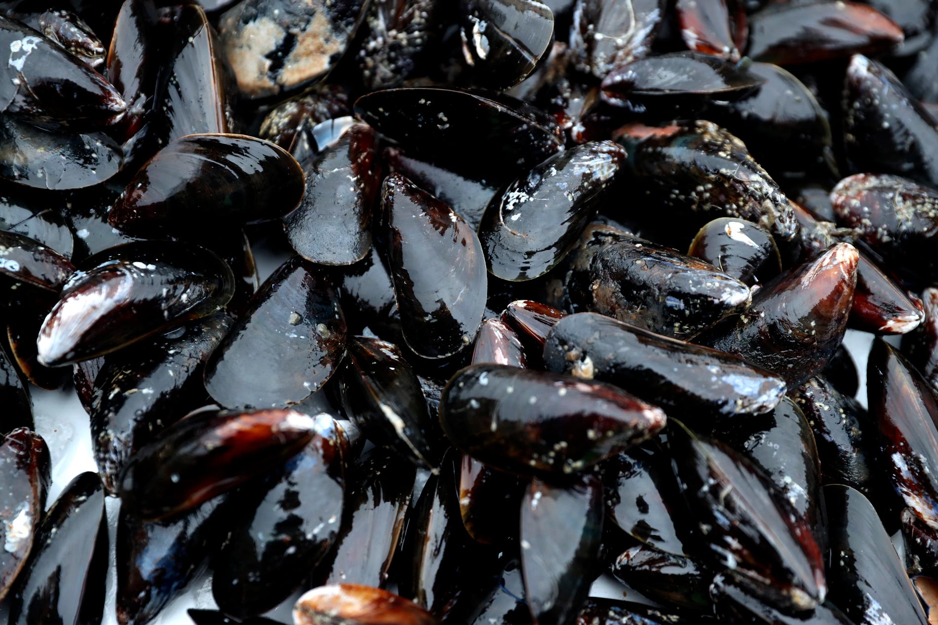 Hundratusentals musslor har dött i Nya Zeeland. Musslorna på bilden har dock inget med texten att göra, de är från Norge. Arkivbild.