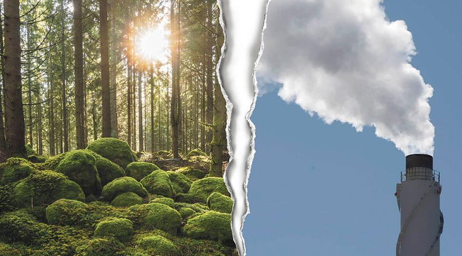 Vi behöver skydda mer skog i Sverige, inte förbränna den, om vi ska rädda klimatet och livet i skogen, skriver sex miljöorganisationer.