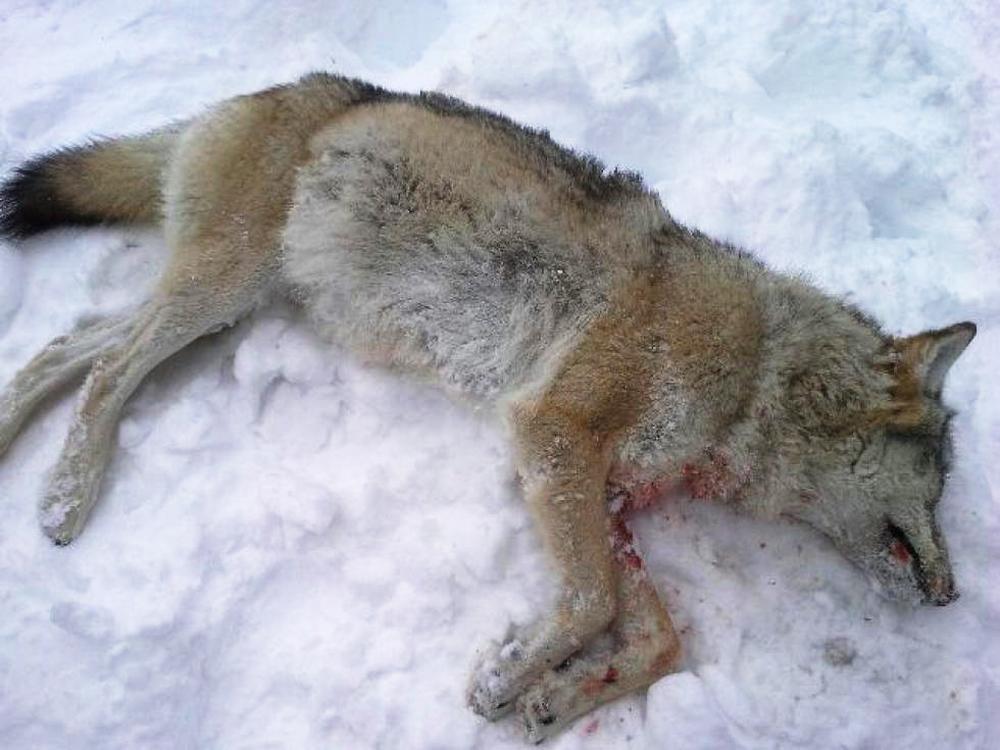 En varg som skjutits från en helikopter i Rendalen