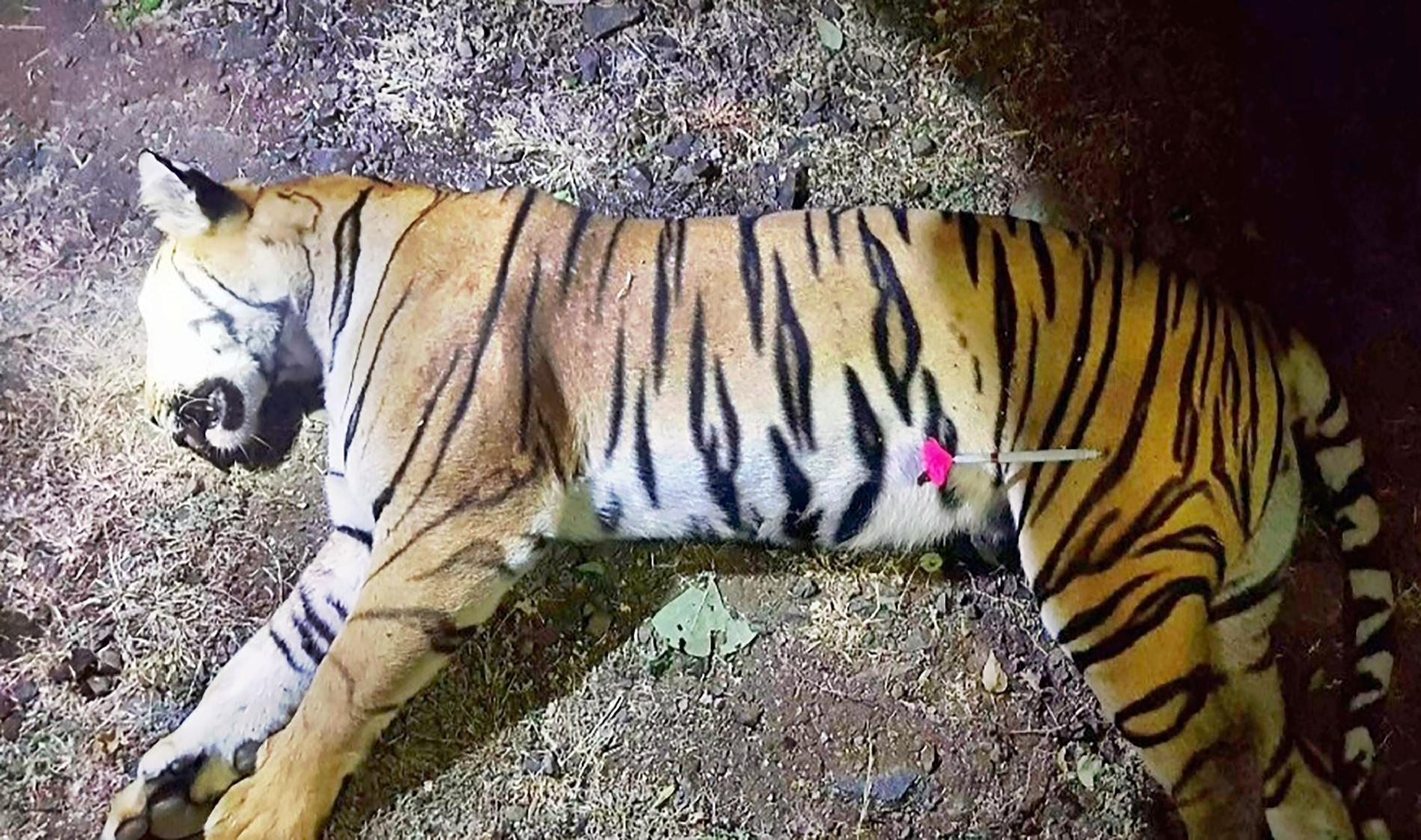 Två dagar efter att den här tigern, T1, dödats kom nästa fall.