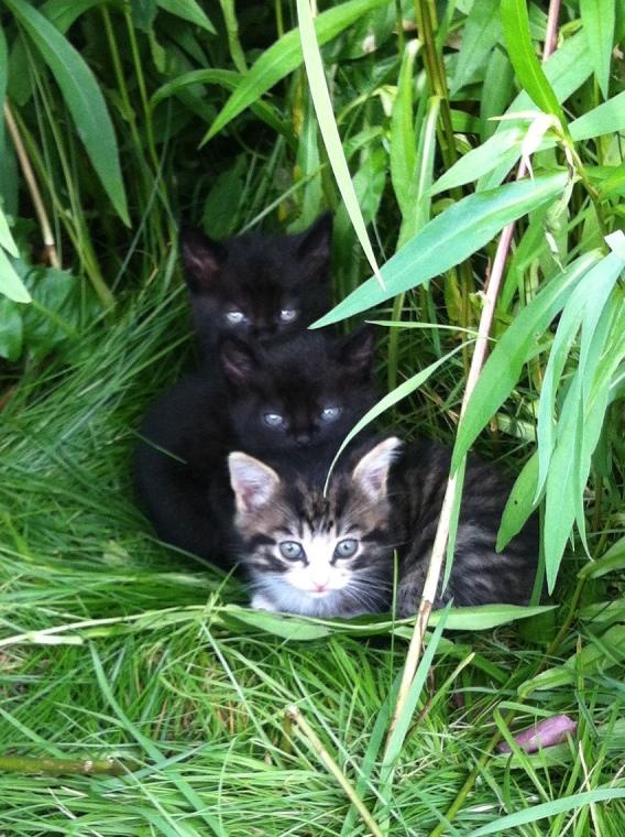 Katter på rad i grönskan, endast några veckor gamla.