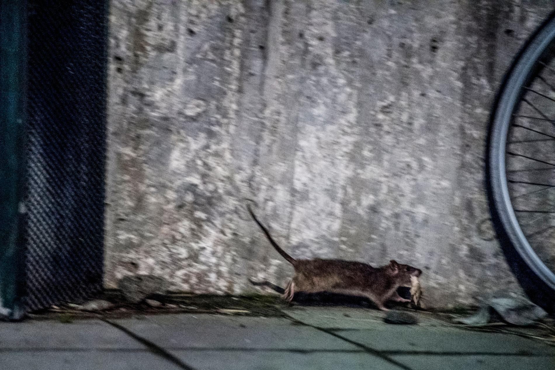 Ständigt kommer larm om att råttorna breder ut sig i Sverige och de blir en allt vanligare syn i stadsmiljön. Arkivbild.