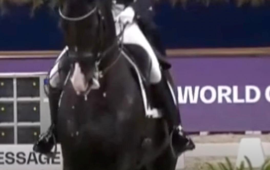 Charlotte Fry's horse, Everdale, during a World Cup competition. Charlotte Fry has two individual World Championship gold medals in dressage from Herning 2022.