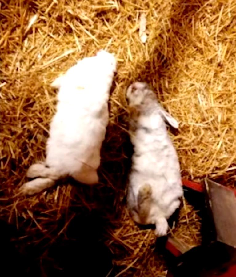 Kaniner har hittats döda vid fyra olika tillfällen på 4H-gården i Uppsala.