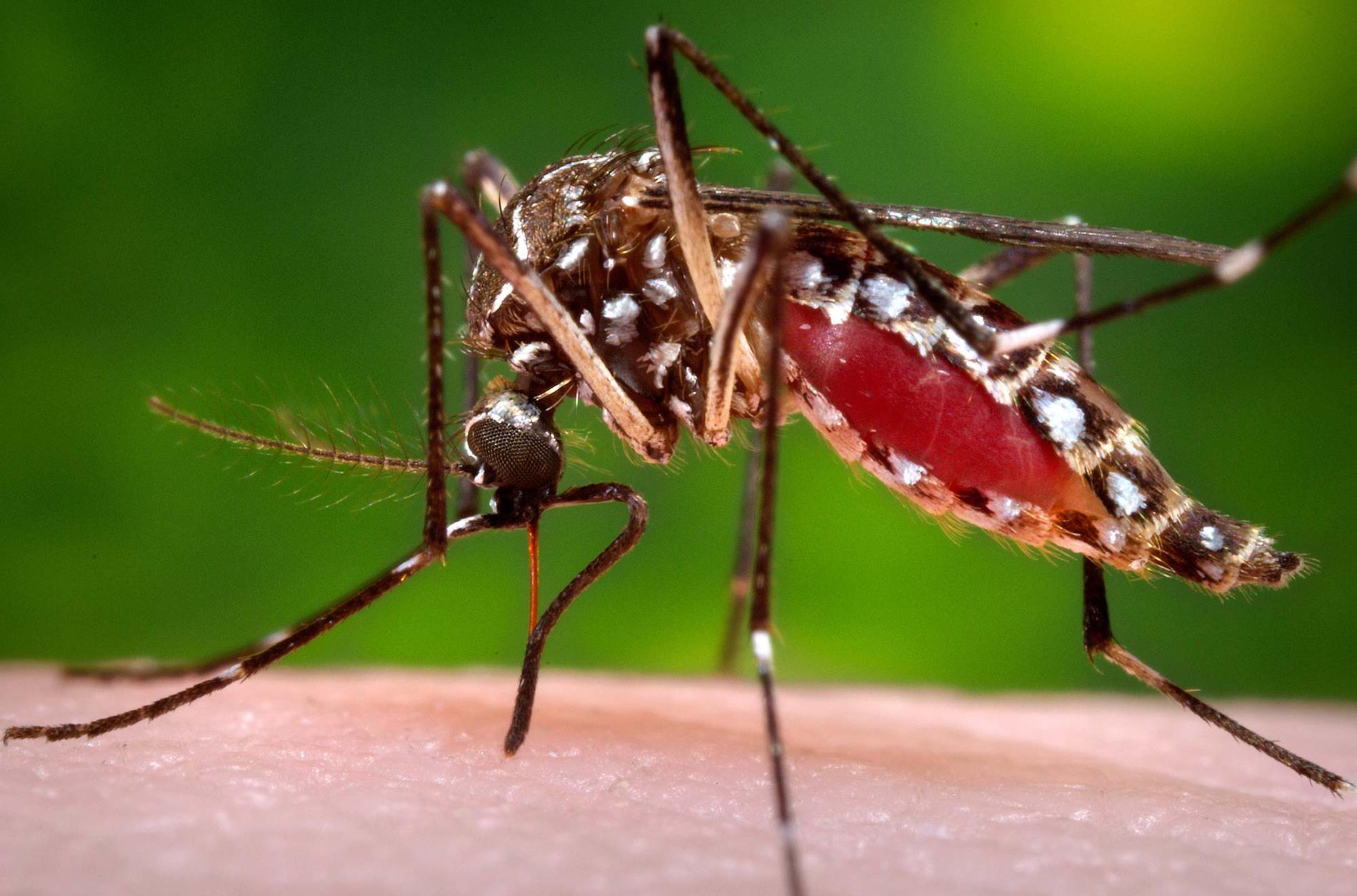 En honmygga av arten Aedes aegypti. Samma art som sprider det fruktade viruset.