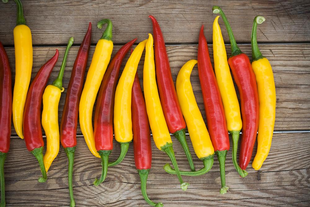 Krydda till maten med chili från egen odling.