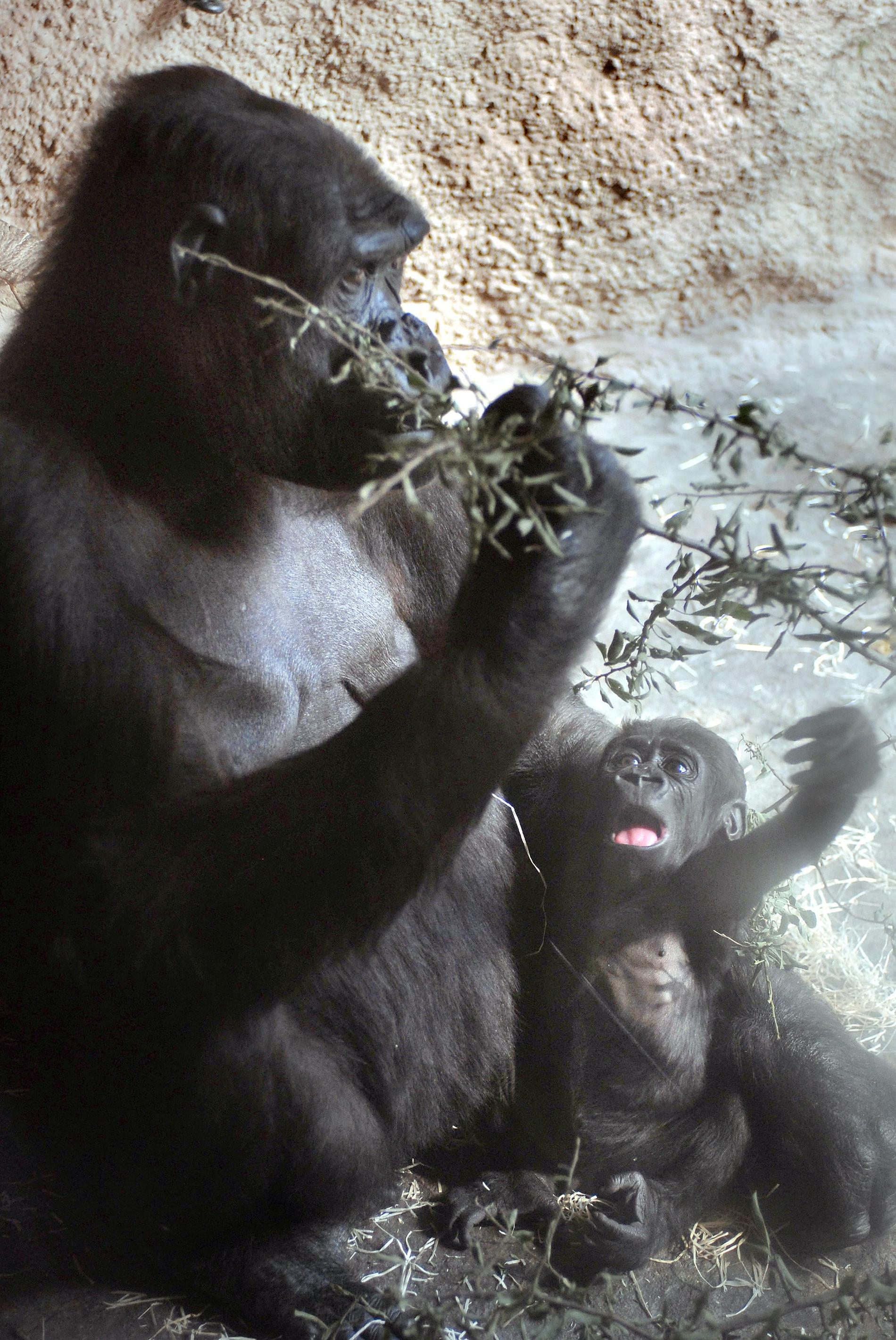 Födseln av Tatu på Prags zoo 2007 sändes live på nätet.