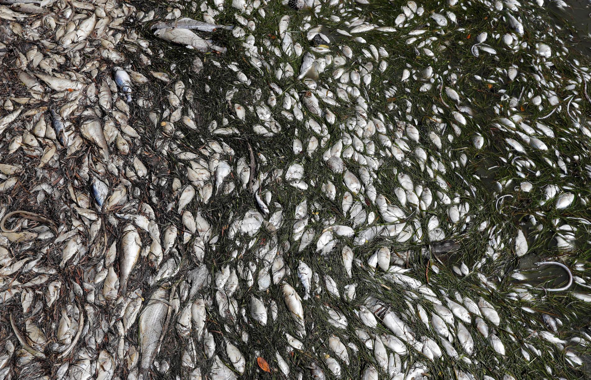 Mängder av döda fiskar flyter längs Floridas sydvästra kust sedan de förgiftats av algblomning.