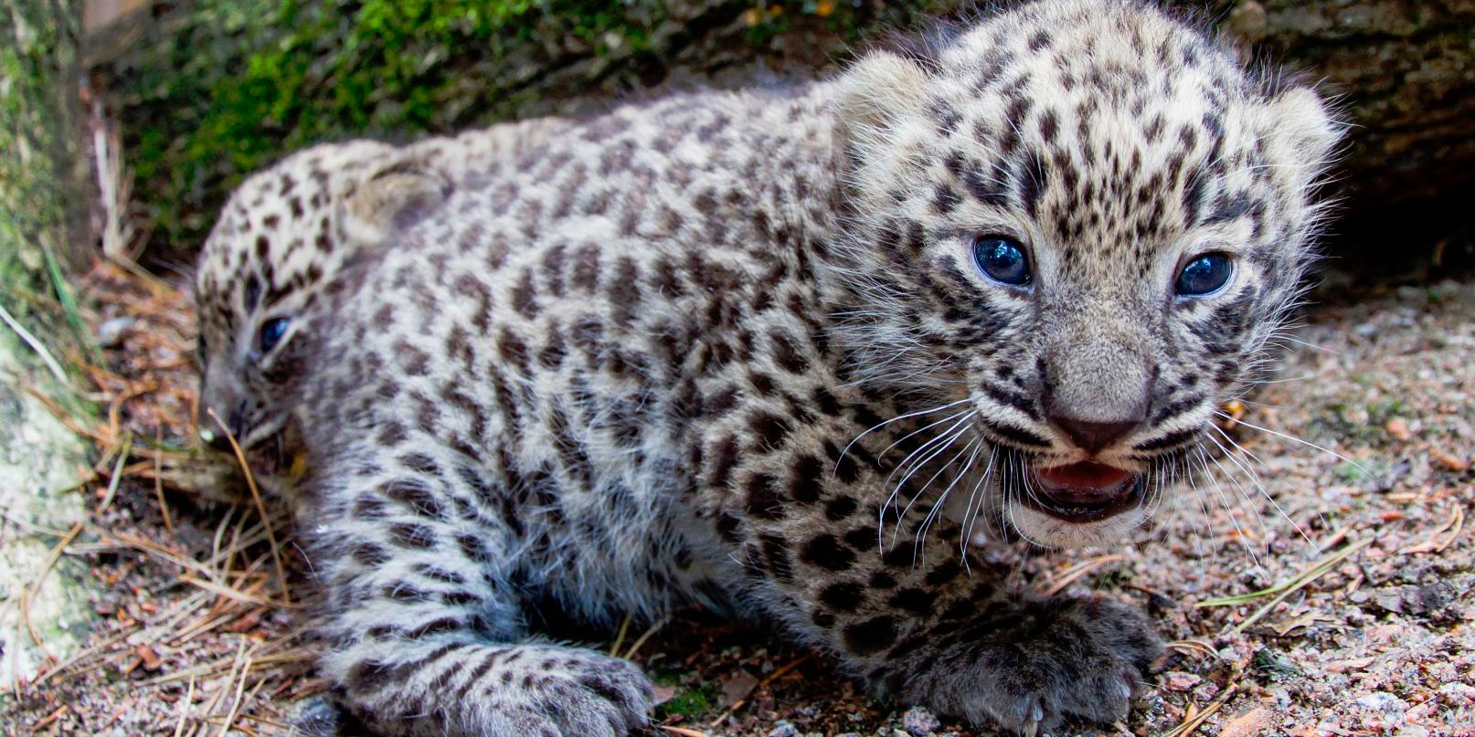 Persiska leopardungar har för första gången fötts i Sverige. Arkivbild