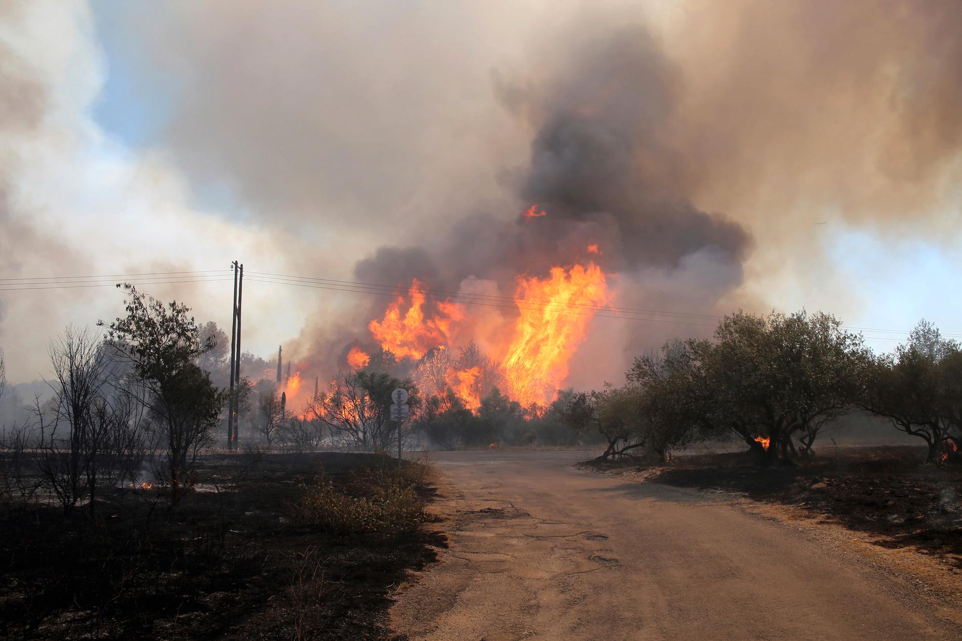 Skogsbrand i Aubais i södra Frankrike i slutet av juli.
