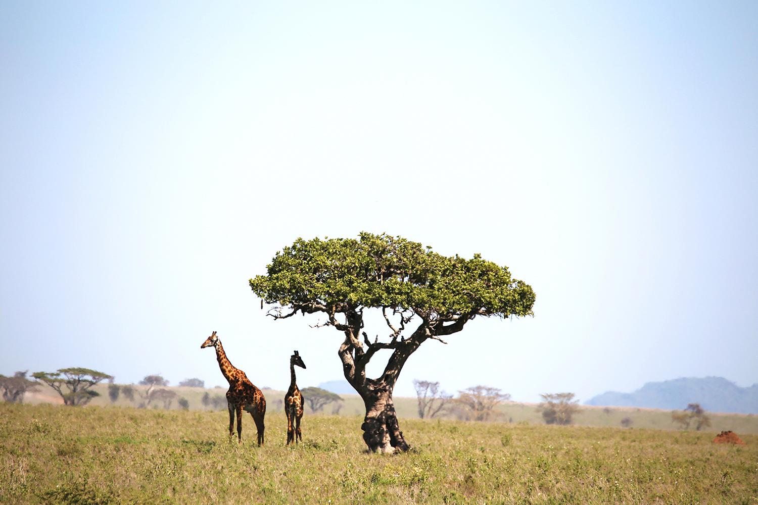 Giraffer spanar ut över Serengetis vidder.