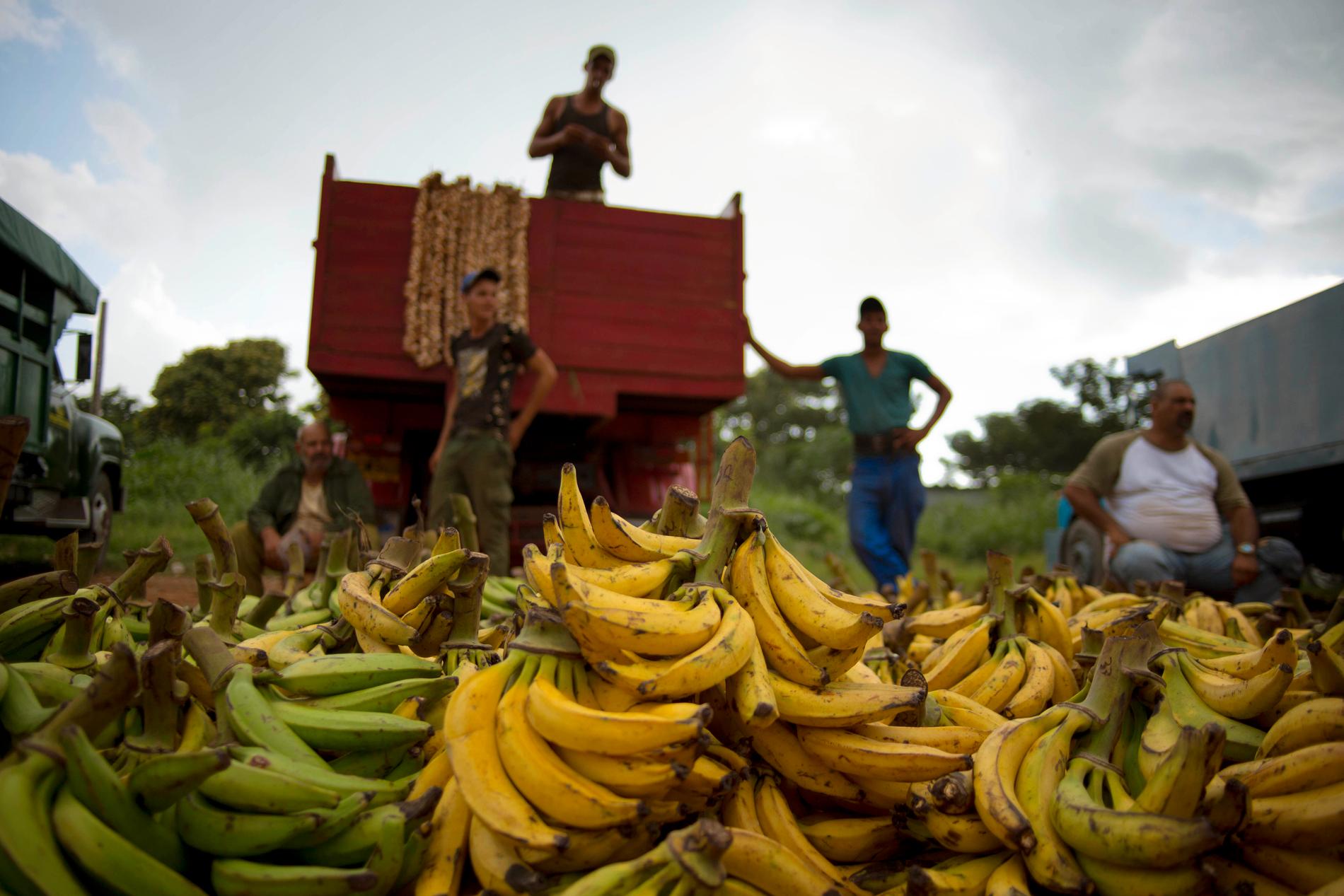 Den aggressiva svampväxtsjukdomen som förstör bananer har ökat drastiskt.