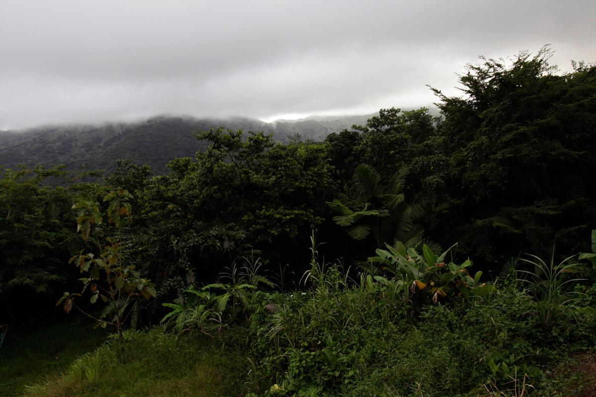 Naturreservatet El Yunque i Puerto Rico.