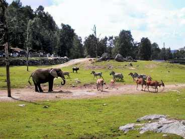 De stora afrikanska djuren är Borås djurparks huvudinriktning. Och savannen är imponerande och får fem plus av Resa.