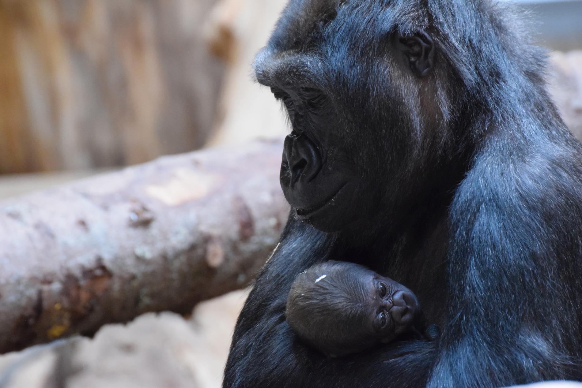 Mamma Babule med sin nyfödda gorillaunge.