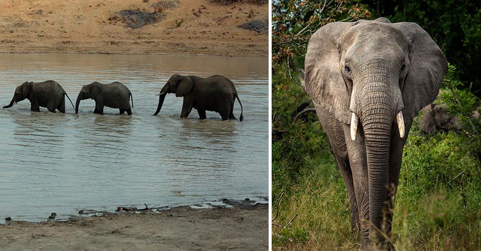 En av tjuvjägarna tros ha blivit ihjältrampad av en elefanthjord. Arkivbilder.