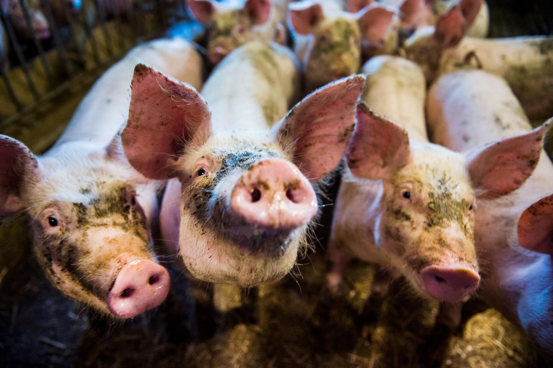 Åtta av tio grisar som konsumeras i Sverige är nu svenska. Arkivbild.