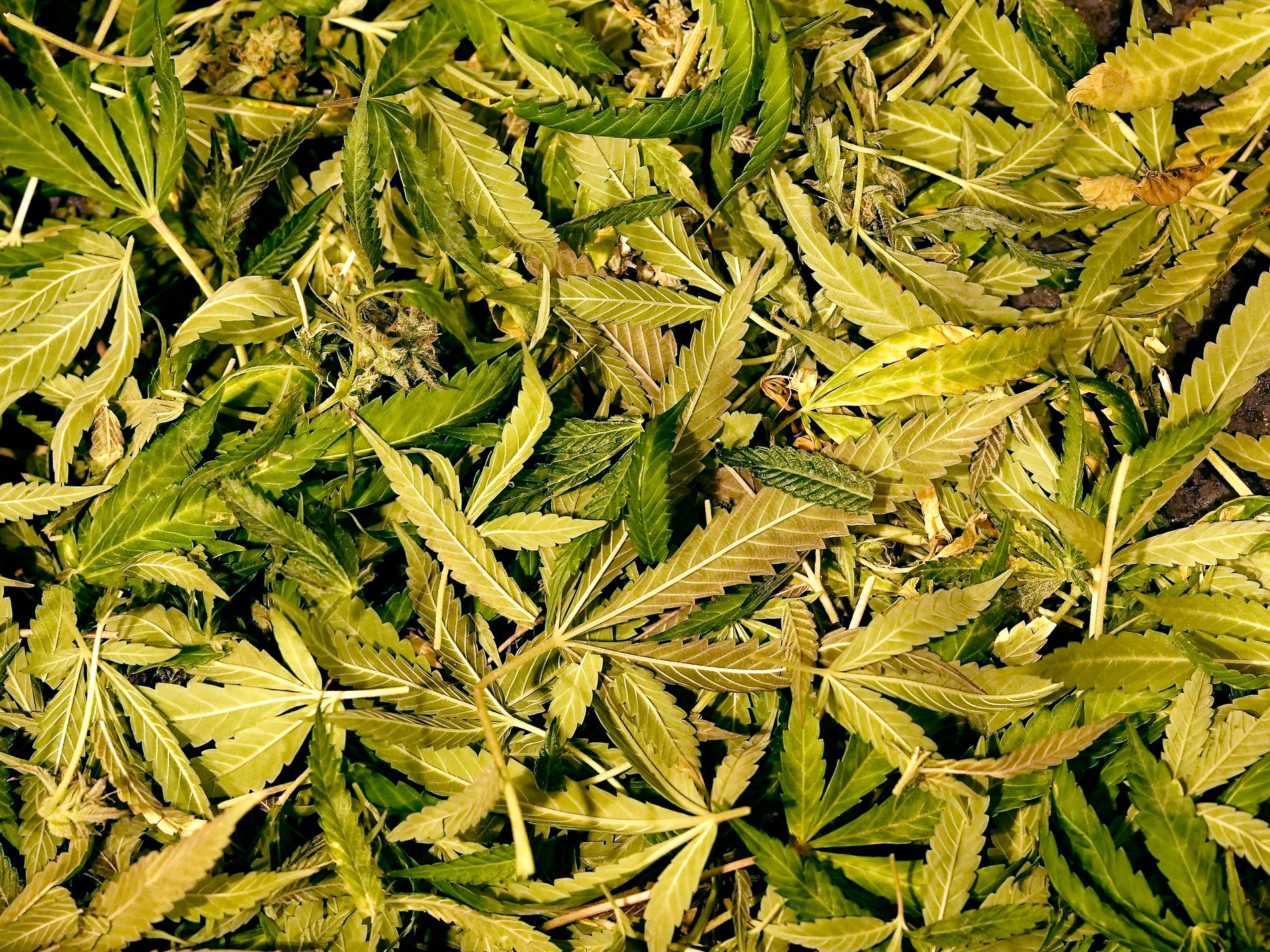 Doft avslöjade misstänkt cannabisodlare