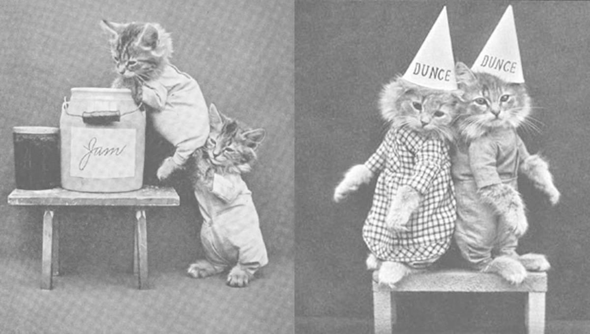 Pointers påklädda katter, kul redan 1870.