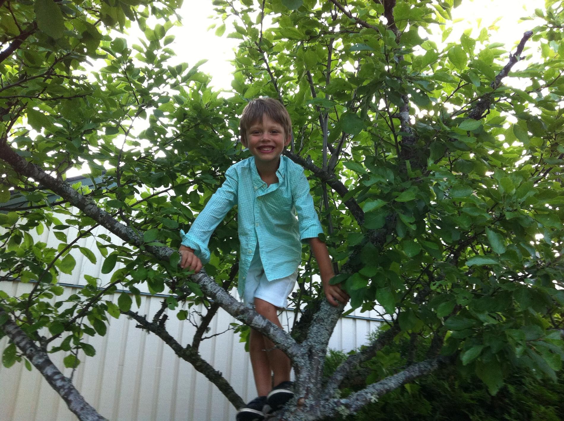 Kevin i Kalmar njuter av sommarkvällen uppflugen i ett träd