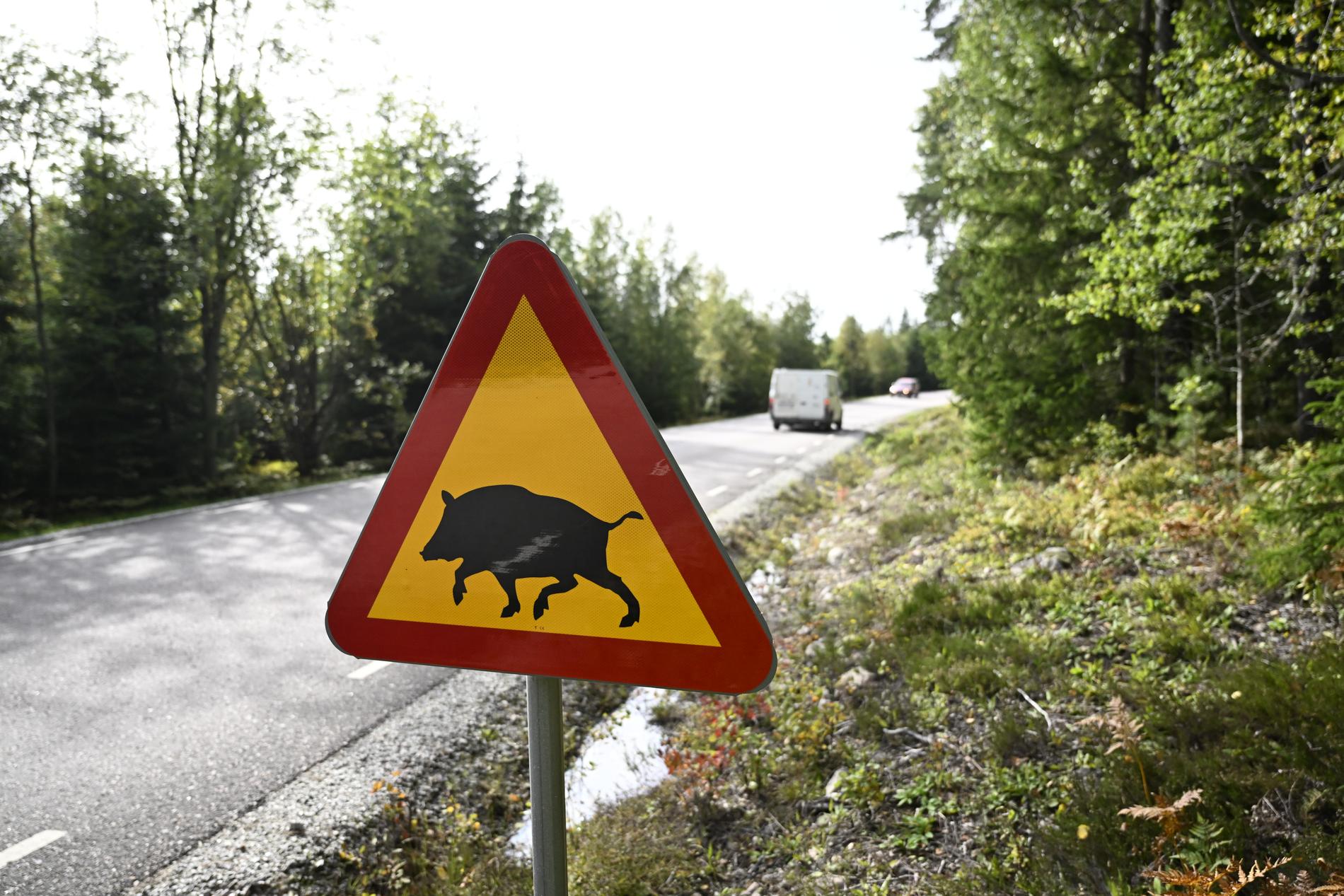 Politiska beslut ligger bakom den explosiva ökningen av vildsvin i Sverige. Arkivbild.