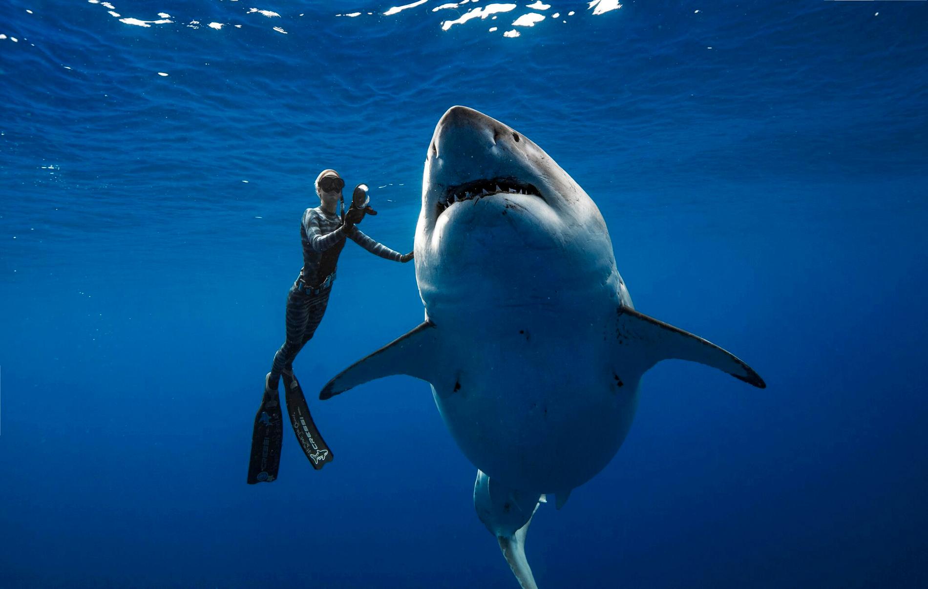 En vit haj som tros vara Deep Blue simmar tillsammans med en dykare utanför Hawaii i veckan.