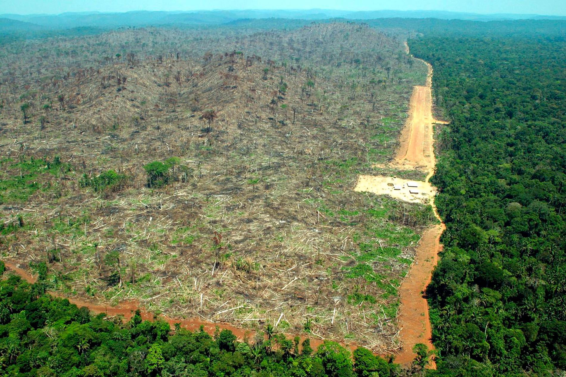 Regnskogen Amazonas riskerar att förvandlas till savann.