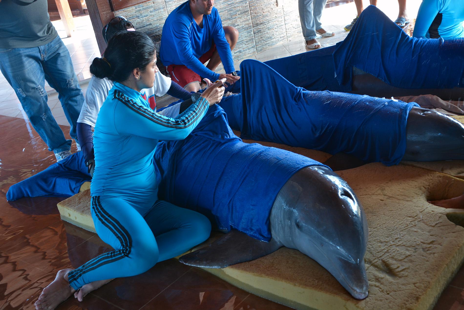 Delfiner från Cayo Guillermodelfinariet på Kuba flyttas söker plats.