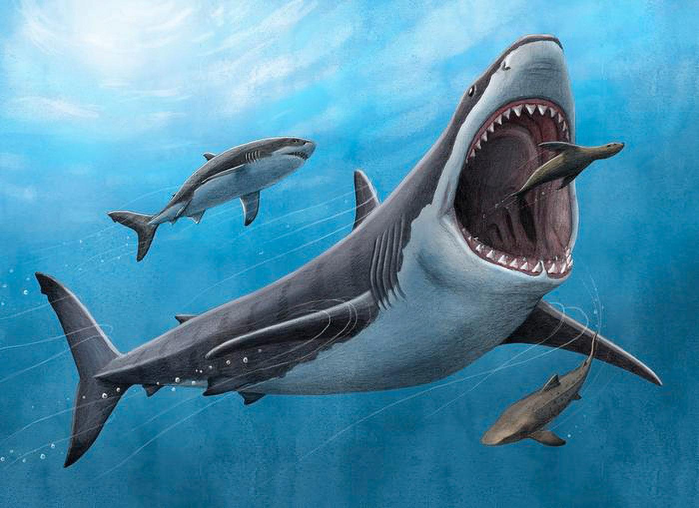 Megalodon levde sannolikt på stora bytesdjur, som valar, sälar och andra hajar.