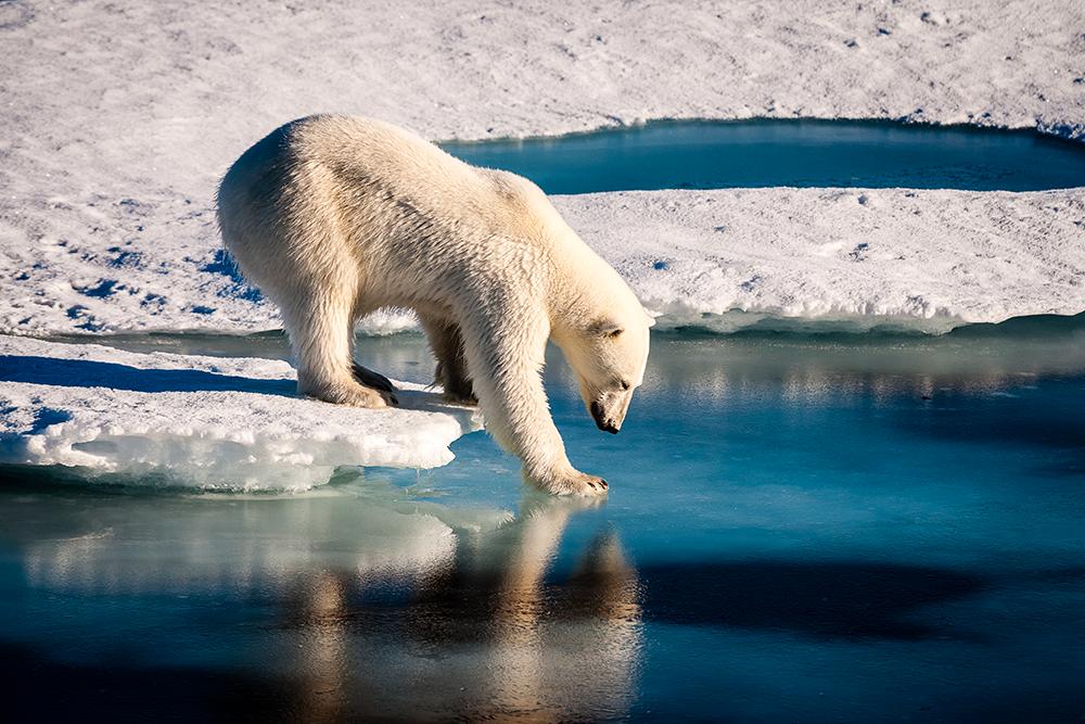 Isbjörnar på Arktis  drabbas av klimatförändringarna.
