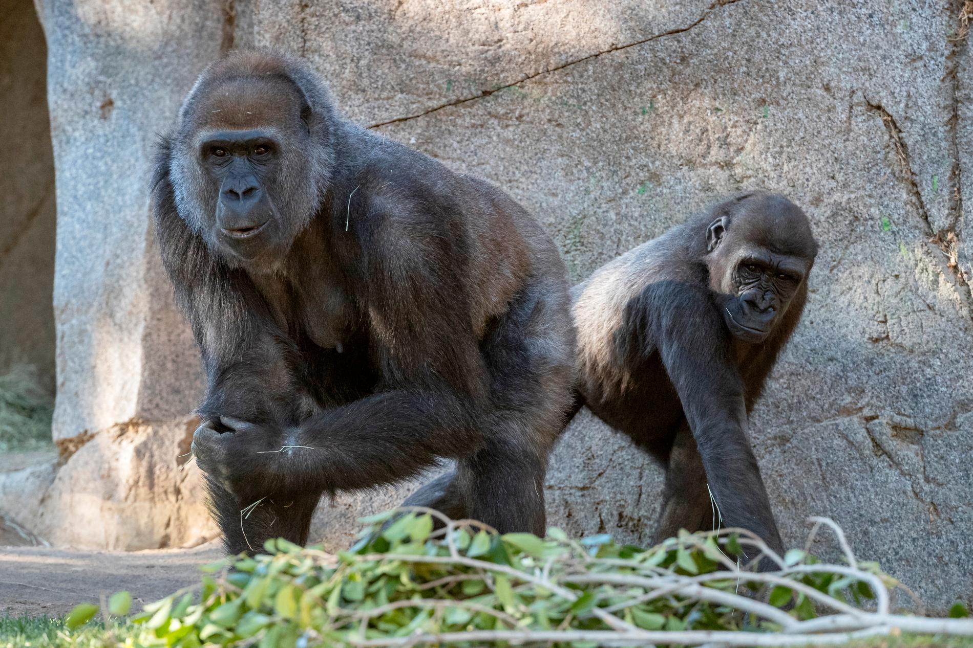 Två av de gorillor vid San Diego Zoo som smittats av viruset som orsakar covid-19. Bild från januari.