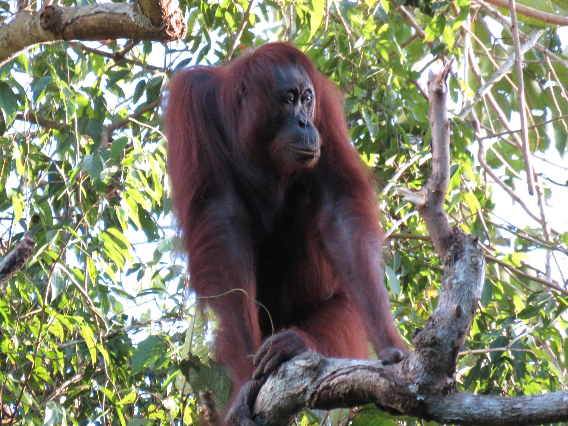 Fortfarande finns kanske 100 000 orangutanger på Borneo, men för bara 16 år sedan finns dubbelt så många.