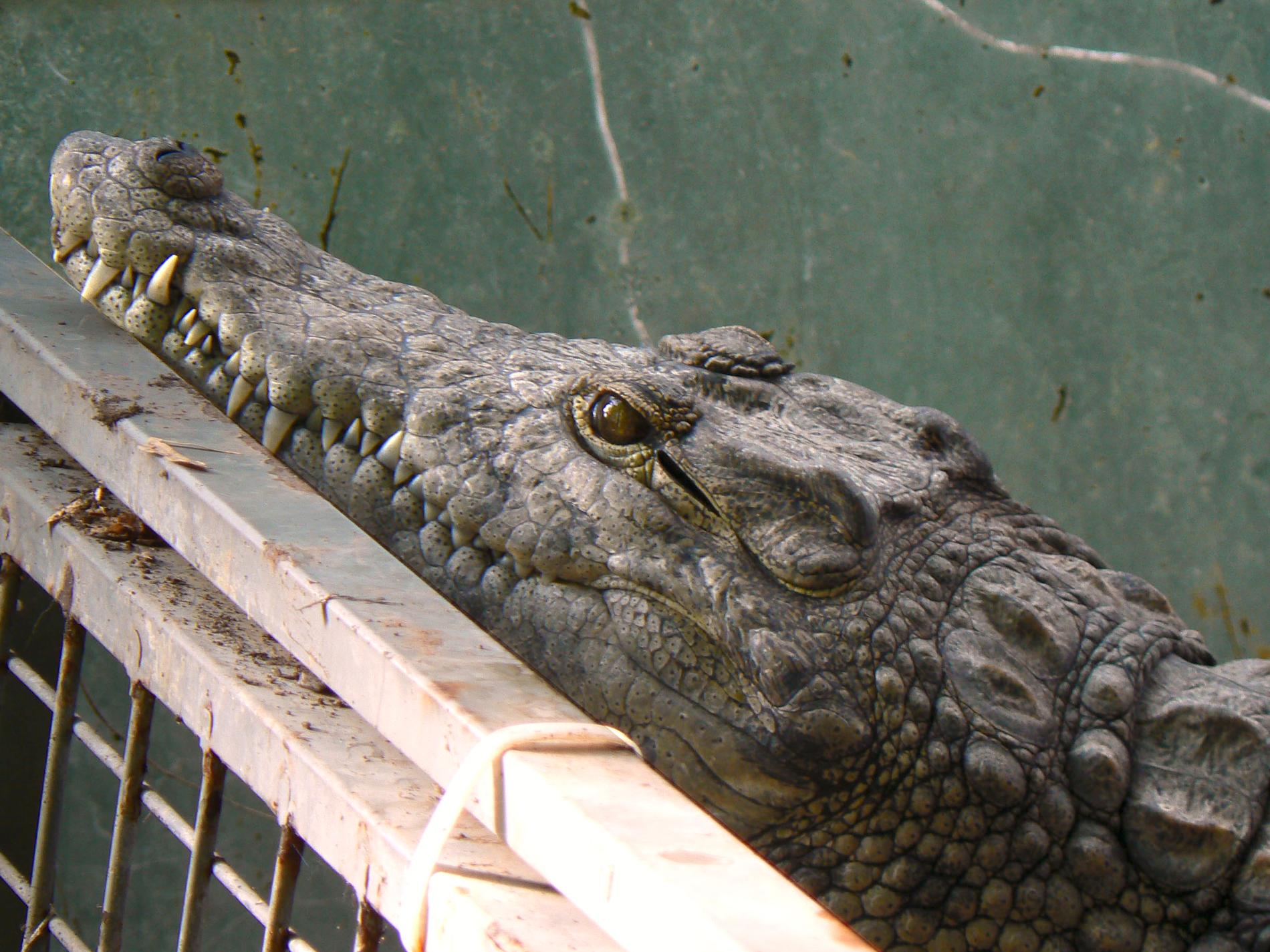 Arkivbild. Krokodilen på bilden hittades 2013 i ett växthus i Malmö och var då två meter lång. Ägaren skulle gripas av helt andra skäl. Den oväntade upptäckten gjordes i ett växthus på hans tomt. 