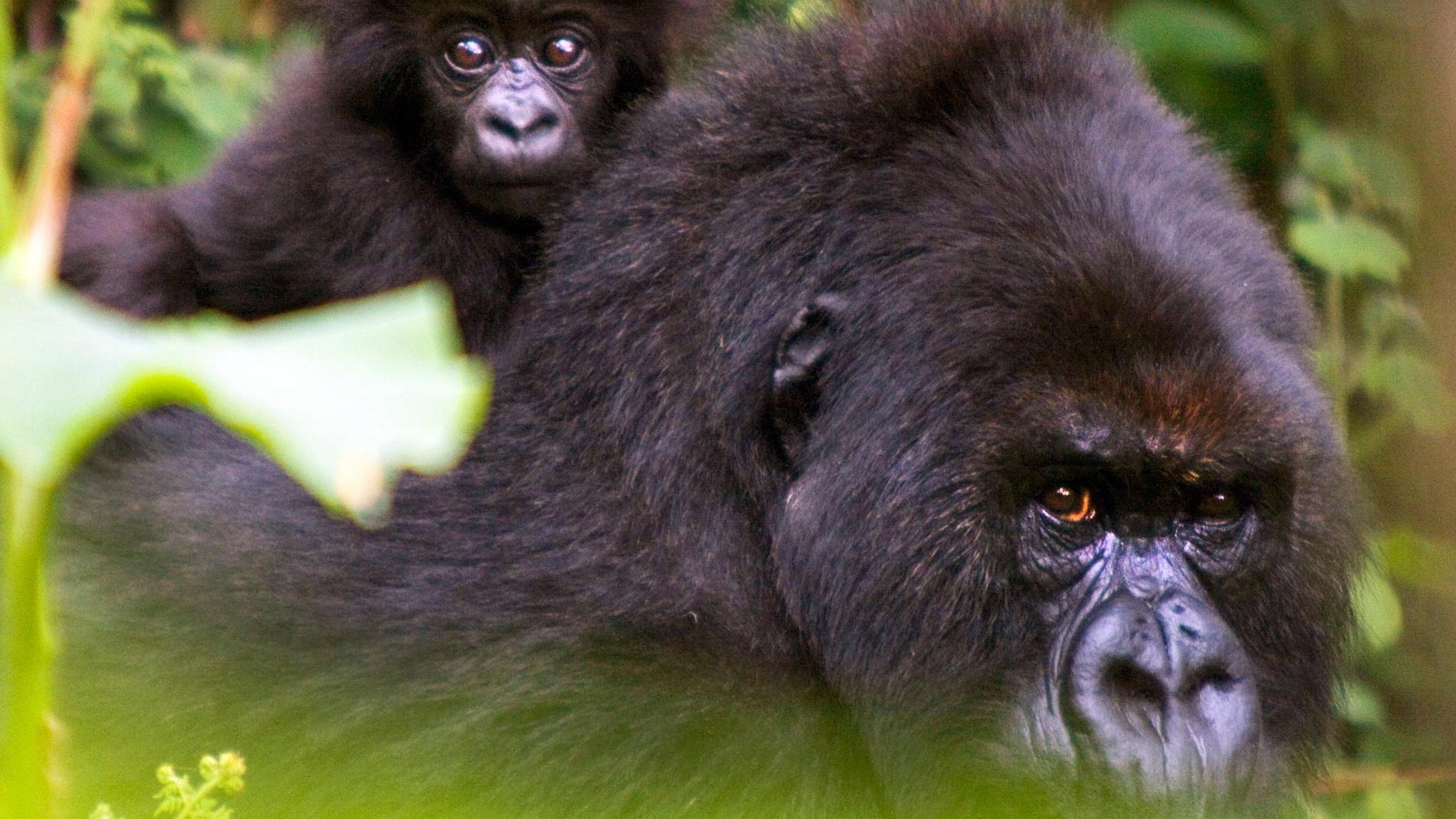 Gorillornas nära släktskap med oss människor märks tydligt. Deras ansiktsuttryck, kroppsspråk och sättet de tittar på en, allt känns väldigt mänskligt.
