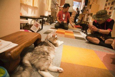 NEKO JALALA En av flera kattkaféer i Japans huvudstad Tokyo. Här dricker du kaffe och kelar med någon av de åtta katterna. Liknande koncept finns på andra håll i Asien, bland annat Meow Café i Hong kong. Läs artikel om Meow Café