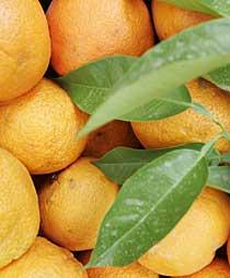 Färska apelsiner De flesta konsumenter trodde nog att den färskpressade apelsinjuicen var färsk. Men så behöver det inte vara.