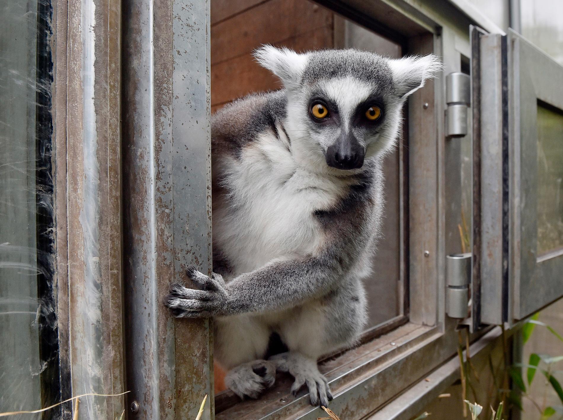 Lemurer är på rymmen i Eskilstuna. Just detta exemplar bor dock i Tyskland. Arkivbild.