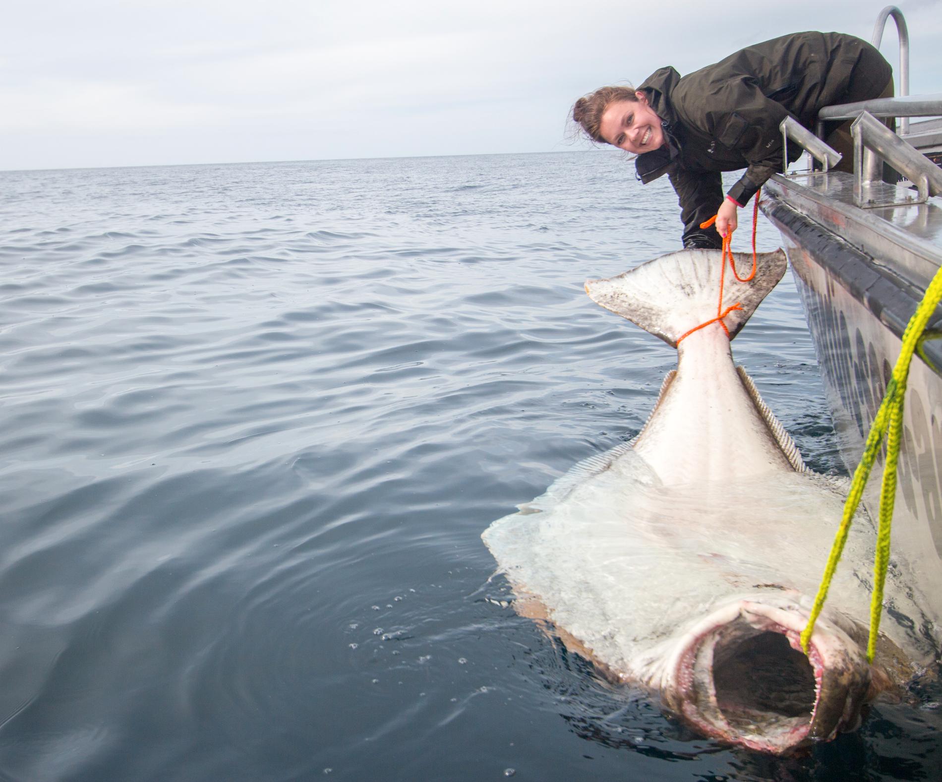 236 centimeter och 183 kilo gör hälleflundran till en rekordfisk.